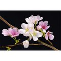 Brewster Home Fashions Brewster Home Fashions DM627 Cherry Blossoms Wall Mural - 45 in. DM627